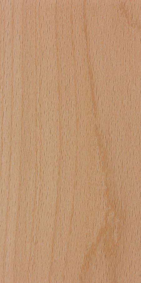 Beech
